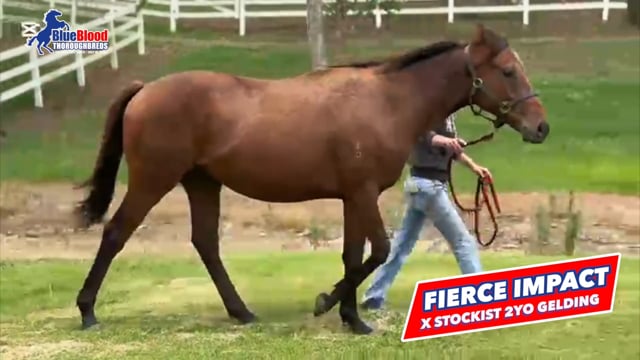 Fierce Impact x Stockist 23 Gelding