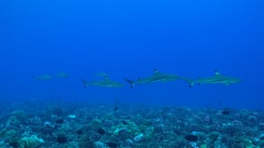 2490_group of Blacktip Reef Sharks swimming over coral reef