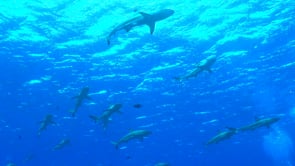2489_shoal of Blacktip Reef Sharks swimming in blue ocean