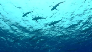 2488_shoal of Blacktip Reef Sharks swimming overhead
