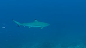 1213_Blacktip reef shark swimming along coral reef