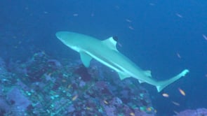 1678_Blacktip reef shark swimming over deep reef
