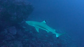 0624_Blacktip Reef Shark swimming up on deep reef