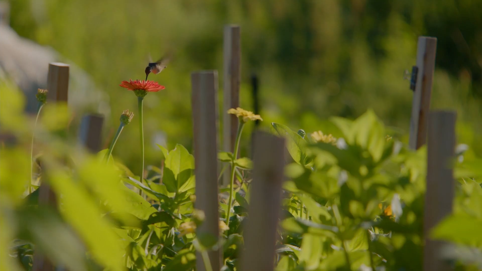 PATAGONIA FLOWER FARM