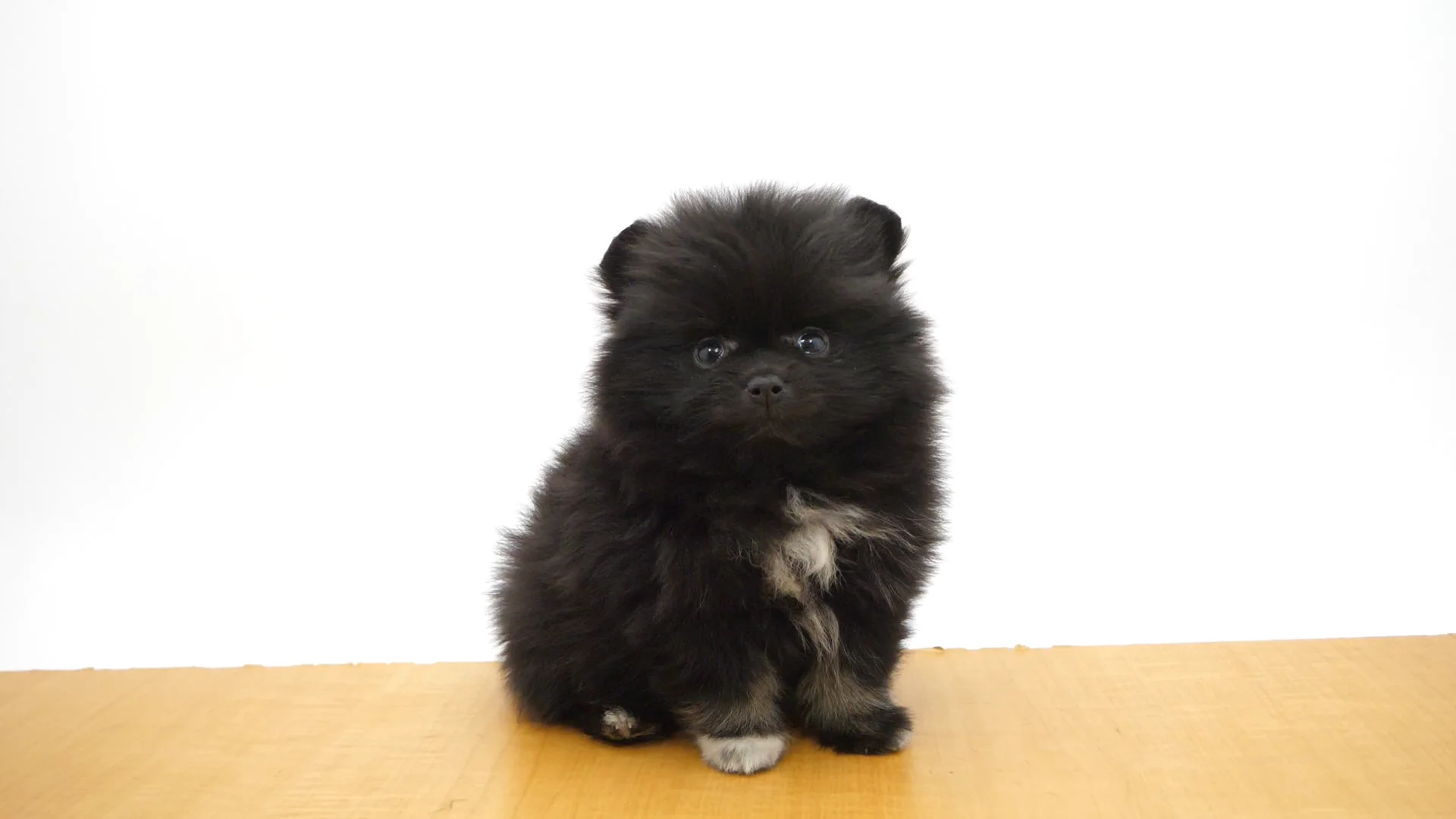 ポメラニアン ブラック＆ホワイト 女の子 フォルテ津田沼店