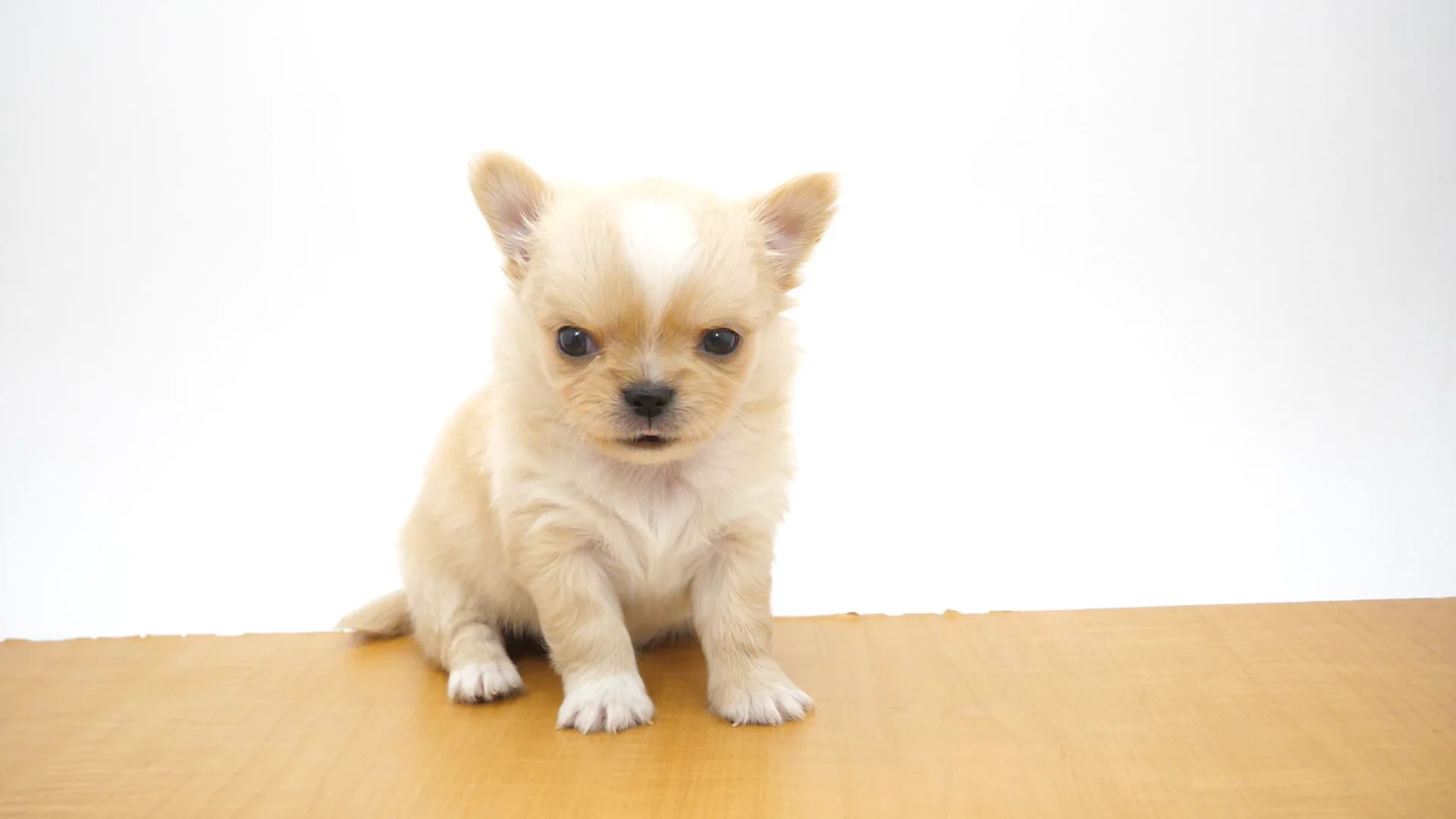 ロングコート・チワワ クリーム＆ホワイト 男の子 四街道店