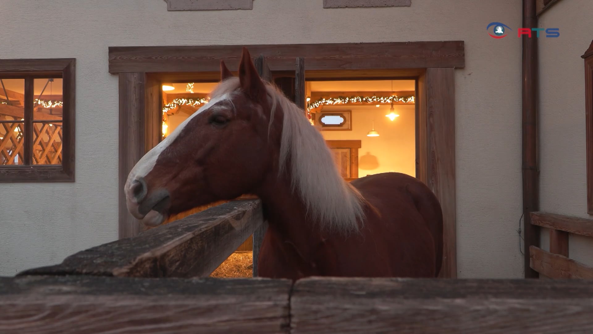 salzburg-magazin-weihnachten-auf-gut-aiderbichl