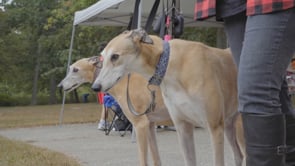 Related Embedded Video Item Thumbnail