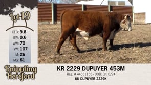 Lot #19 - KR 2229 DUPUYER 453M