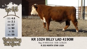 Lot #65 - KR 102H BILLY LAD 4190M