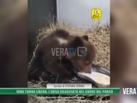 Nina torna libera: l’orsa rilasciata nel cuore del parco