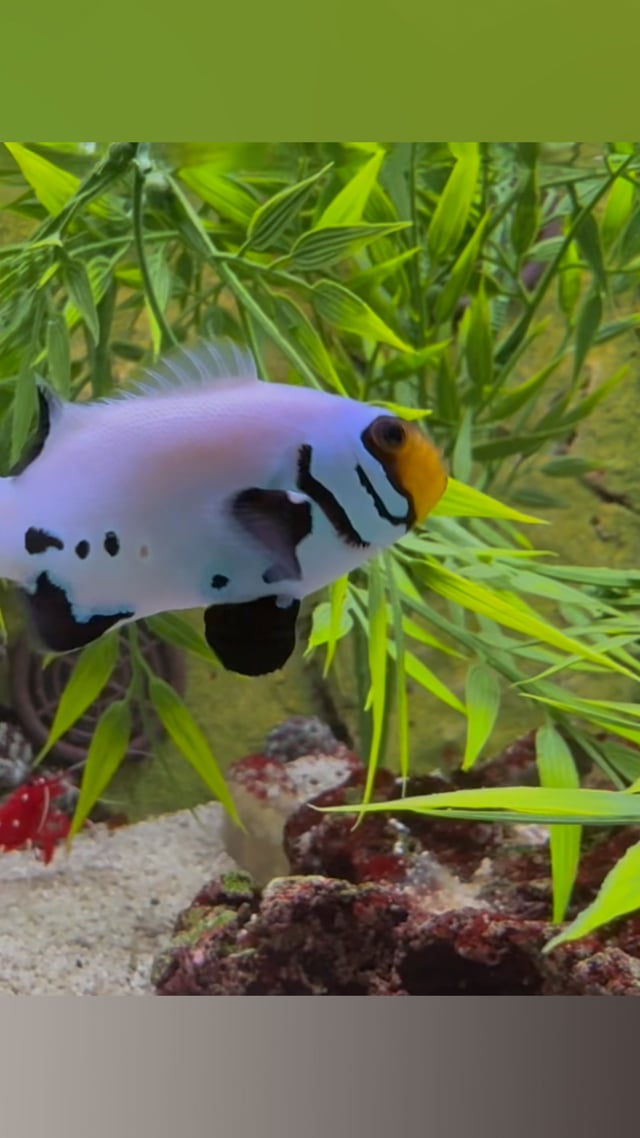 Black Frostbite Clownfish video