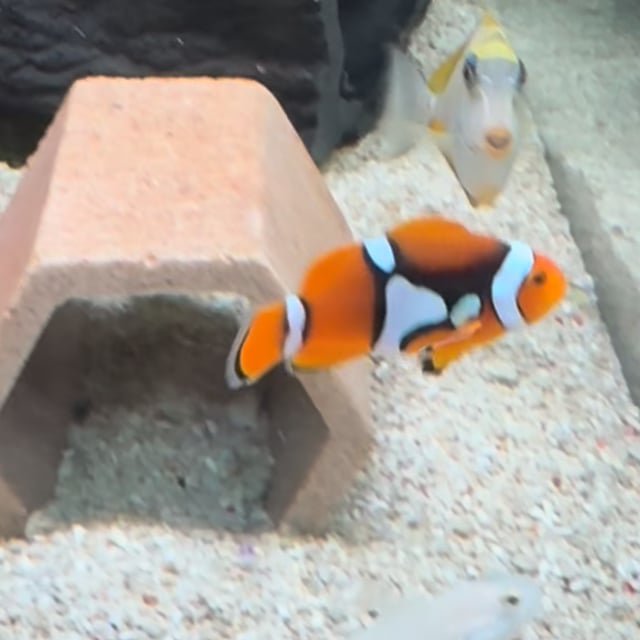 Coral Sea Percula Clownfish video