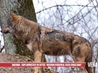 Ancona - Lupi avvistati in città: "Nessun pericolo, ecco cosa fare"