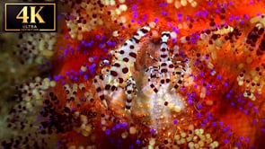 Underwater Short Film - Ocean Colors 4K