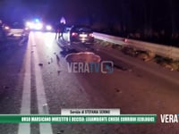 Orso marsicano investito e ucciso: Legambiente chiede corridoi ecologici