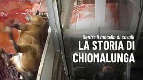 La storia di Chiomalunga: dalla nostra ultima inchiesta in un macello di cavalli