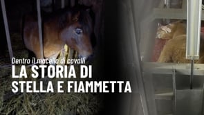 La storia di Stella e Fiammetta: dalla nostra inchiesta in un macello di cavalli