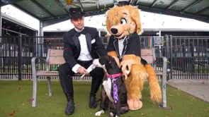 Black Tie Adoption Event at Pet Circle