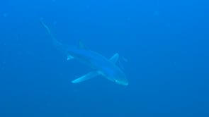 0477_Blue shark top-down perspective