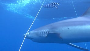 0478_Blue shark closing eye