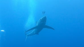 0480_Blue shark swimming towards camera