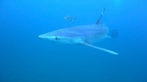 0481_Blue shark and scuba diver in background