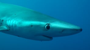 0482_blue Shark feeding on bait in open ocean