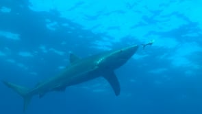 0483_Blue shark feeds on bait