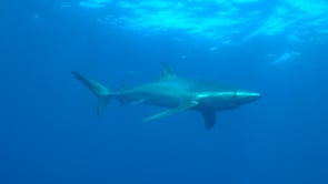 0484_Blue shark feeding on bait on the Azores