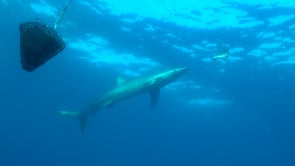 0486_Blue shark feeding around bait box