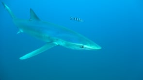 0489_Blue shark super close up in open ocean