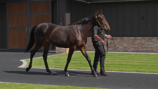 Lot 16