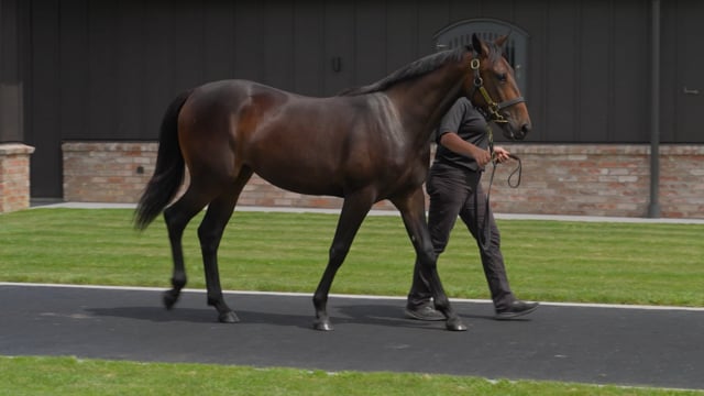 Lot 55