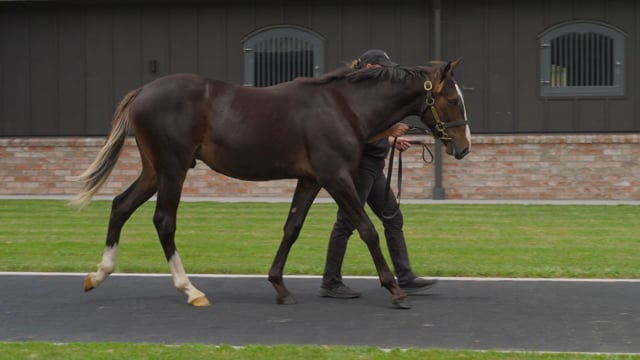Lot 96