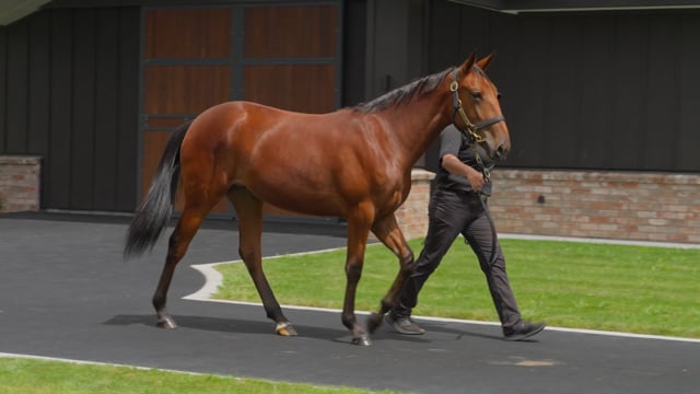 Lot 49