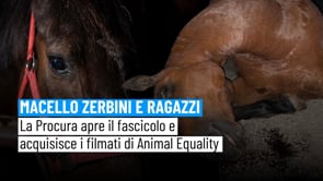 Macello di cavalli a Correggio: la Procura apre il fascicolo