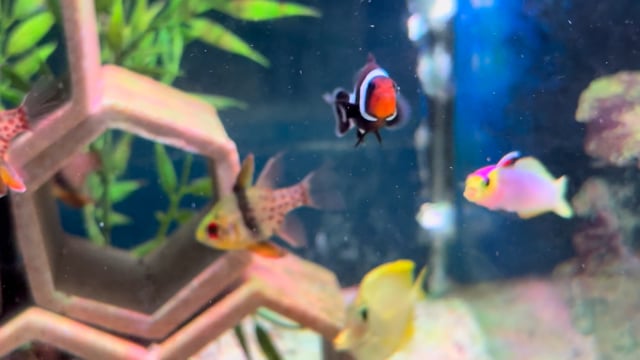 Black and White Clownfish video
