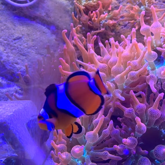 Coral Sea Percula Clownfish video