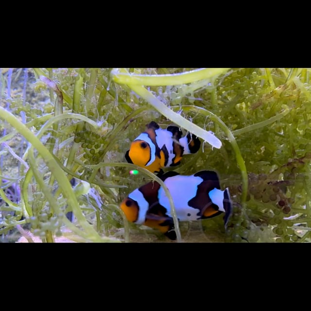 Black Ice Clownfish video