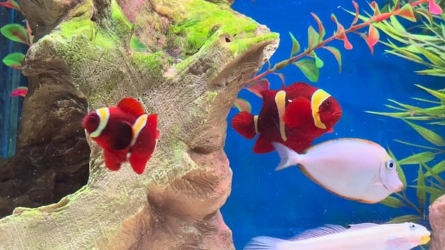 Yellow Maroon Clownfish video