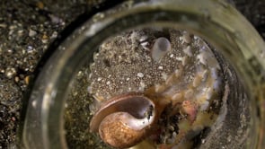 0191_Coconut Octopus with shell  in jar close up