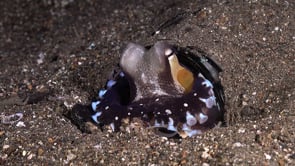 0227_Coconut octopus changing colors