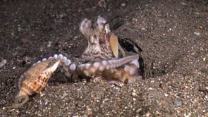 0228_Coconut Octopus catching shell