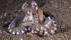 0229_Coconut octopus feeding
