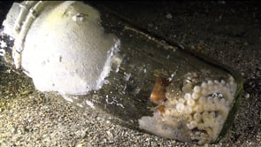 0740_Coconut octopus bottom glass jar zoom out