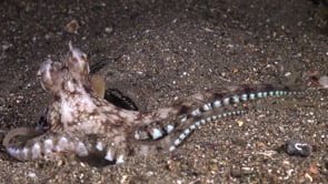 0746_Coconut octopus feeding at night
