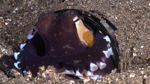 0844_Coconut octopus changing color slow motion