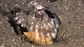 0845_Coconut Octopus close up holding sea shell