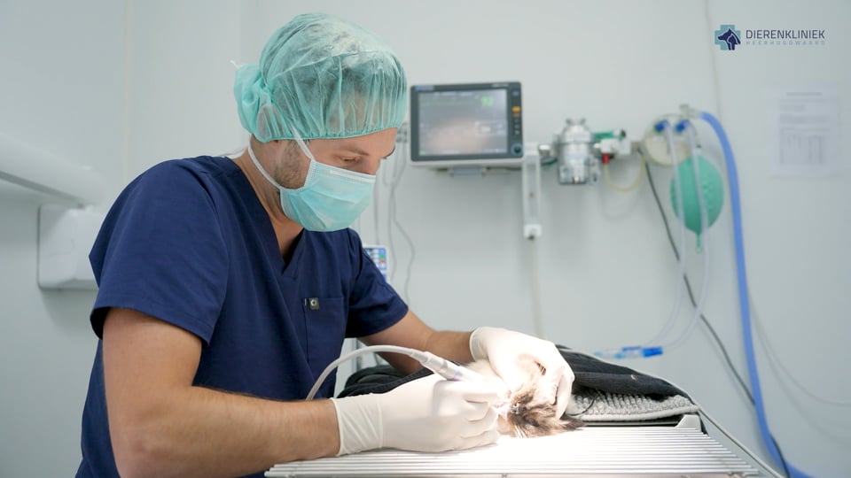 Video afspelen "Bedrijfsvideo | Dierenkliniek Heerhugowaard - Specialistische Diergeneeskunde (2025)"